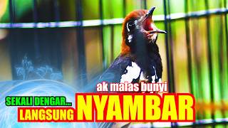 Download lagu PASTI GACOR, PANCINGAN ANIS KEMBANG NGERIWIK AGAR CEPAT NGEPLONG mp3