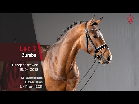 61. Westfälische Elite-Auktion Lot 3 Zumba Hengst v. Zoom - Rocky Lee
