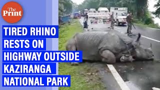 Viral: Tired rhino rests on highway outside Kaziranga National Park - Download this Video in MP3, M4A, WEBM, MP4, 3GP