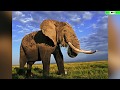 Top 10 Animales Más Grandes Del Mundo Y De La Historia