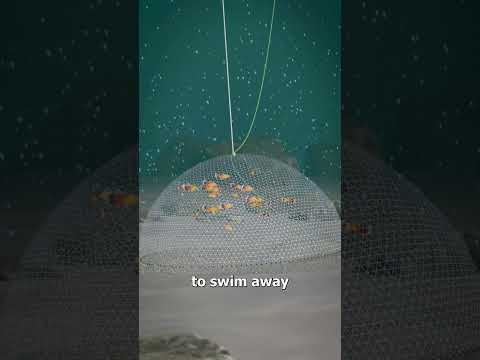 How A Cast Net Works 🤔