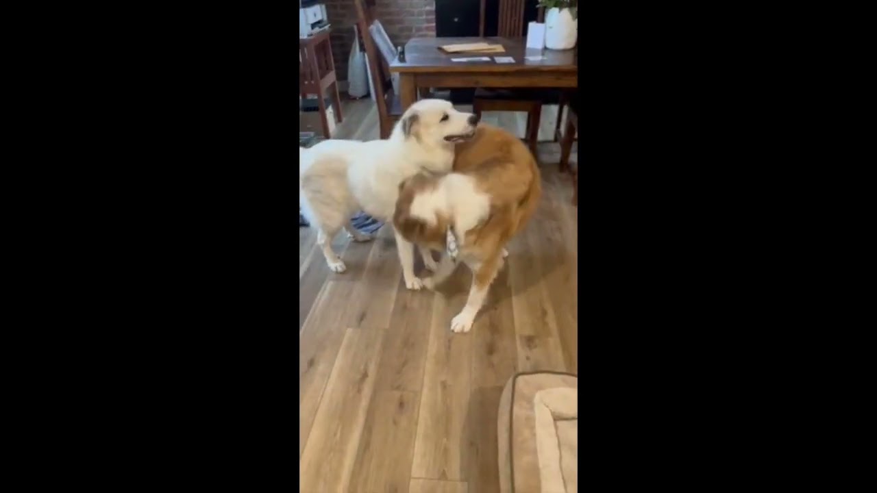 Enlarge Mellow in OH - Loves To Cuddle, a Adopted Great Pyrenees in Columbus, OH video 4/4