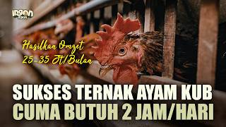 Sukses Ternak Ayam KUB Terintegrasi Dengan Maggot, Cocok Untuk Usaha Sampingan