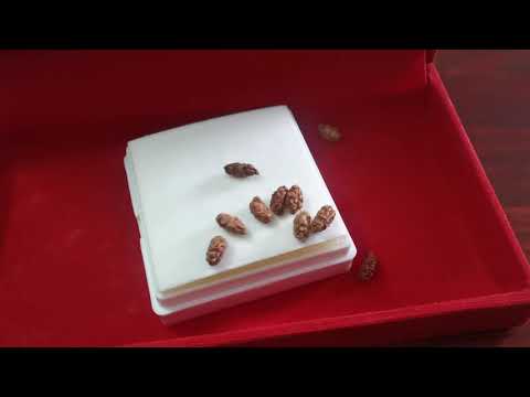 Java one Face Java 1 Mukhi Indonesian Rudraksha wholesaler |1 Mukhi indonesian | #Javaone  Mukhi