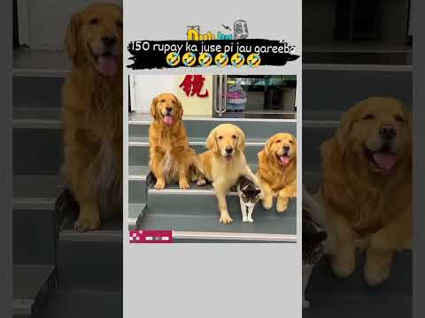dog funny video 😂🤣😂😂🤣