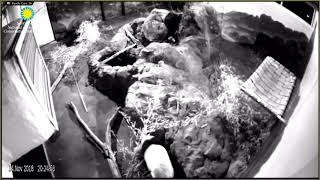 Night Time Sounds at the Panda House, Mei Xiang Has the Hiccups  11-14-2018