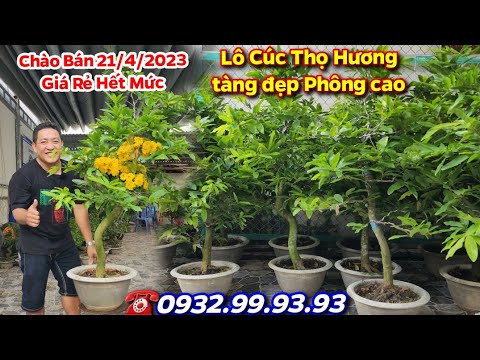 Chợ Mai 21/4/2023☎️0932999393👉🏻Cúc Thọ Hương phong cao tàng đẹp✨️Giá Cực Rẻ☀️CS Cần Thơ HG