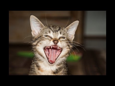 ¡LOS ANIMALES DIVERTIDOS FALLAN! - ¡INTENTA NO RETAR EL RETO!