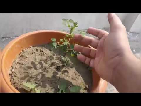 See what happened to my plants after using cat poop | Faunaism hope for animals