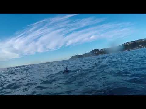Dolphins at Dawn, Lyall Bay 2018