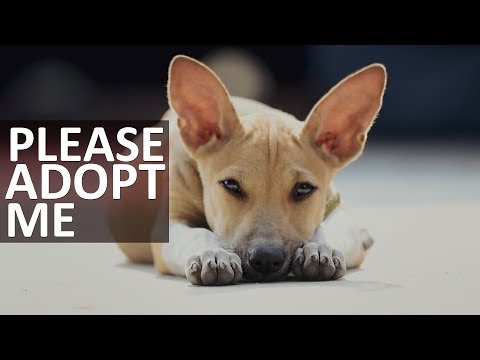 STREET DOG || CUTE INNOCENT STRAY DOG || PLEASE ADOPT ME || SAVE STREET DOG