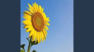 Sun Flower