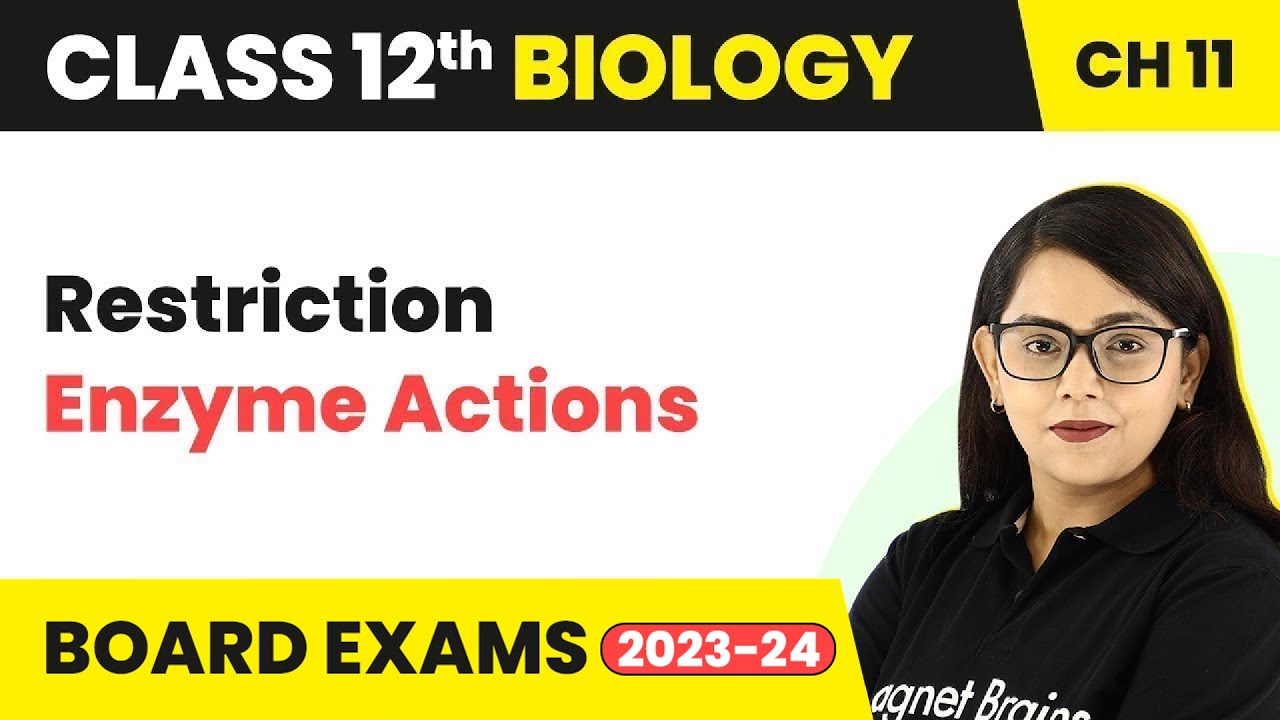 Restriction Enzyme Actions - Biotechnology: Principles & Processes | Class 12 Biology Ch11 (2022-23)