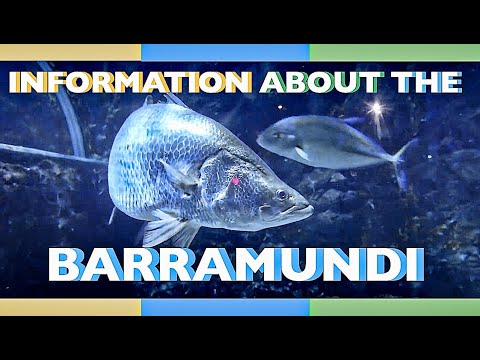 , title : 'all about the BARRAMUNDI #aquafacts'