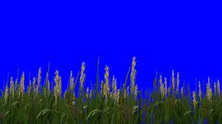 Rice Field Green Screen-Free  Blue Screen Videos