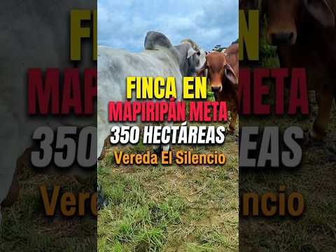 350 hectáreas en Mapiripán Meta, ganadera, #MapiripánMeta #fincaganadera #fincallanosariari