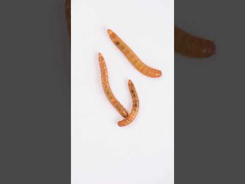 Mealworm Beetle Timelapse