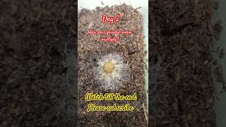 Download lagu How does GRINDAL WORM multiply mp3