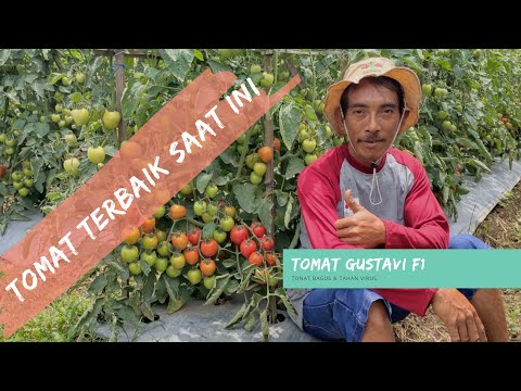 , title : '#TipsMenanamTomat Budidaya Tomat Gustavi sangat mudah, di Malang, Jawa Timur'