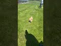 Golden Retriever dogs for sale: Cookie - Video 1
