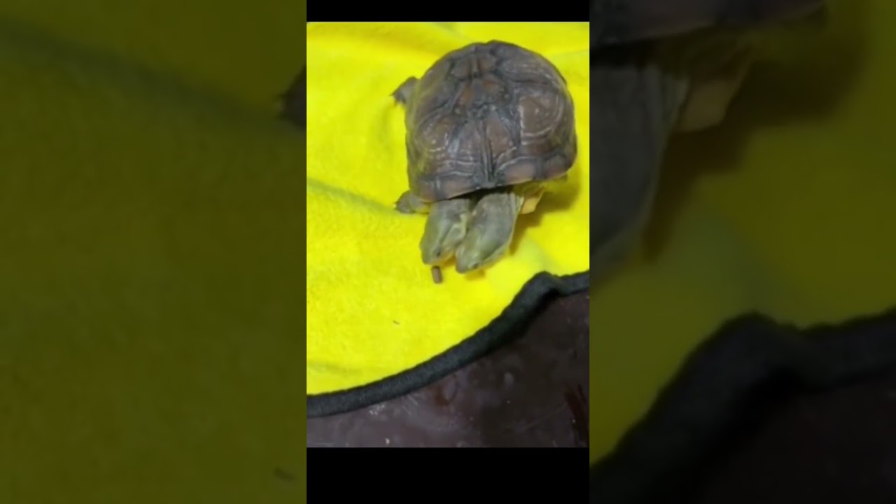 Two headed turtle ..#God Please help #turtle .. Nature is created.. #Friendship