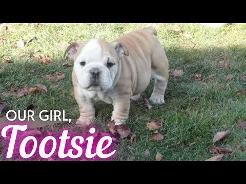 Gone but not Forgotten 🐶