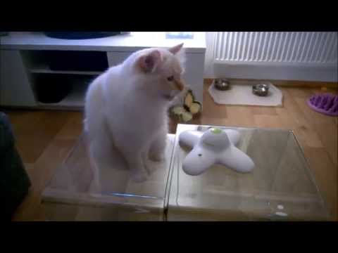 Topi and the butterfly toy - afp Flutter bug