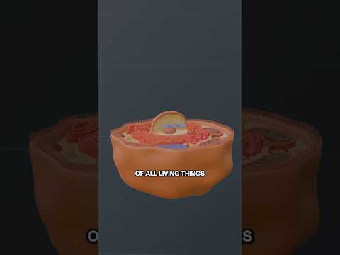 How Atoms Create Life: The Human Blueprint 😮