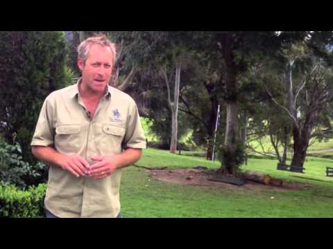 download lagu mp3 mp4 Sir Walter Buffalo Turf Sydney, download lagu Sir Walter Buffalo Turf Sydney gratis, unduh video klip Sir Walter Buffalo Turf Sydney