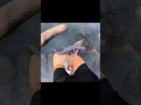 Crocodile Jump Scare Prank / Crocodile on Trial Meme Compilation #shorts