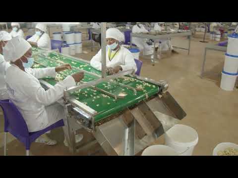 Cashew Inspection Conveyor
