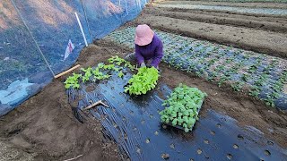 추운겨울날 케일,상추를 심어요!!