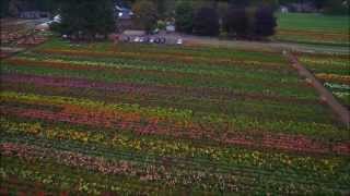 Aerial video of Swan Island Dahlias Farm in Canby Oregon