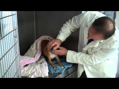 Dr. Matt Belman at Pet Stop Vet Clinic Examines post -op patients