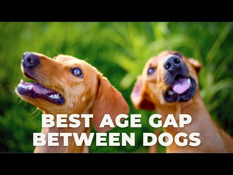The Best Age Gap Between Dogs? Second Puppy Timing