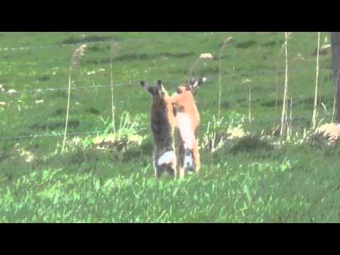 Hares boxing match