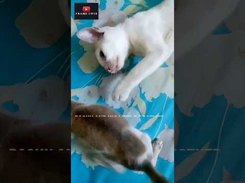 Pachu & Kachu’s Sweetest Moments Together 🐾💞 #cutecat #catshorts #shortsfeed #catworld #shorts