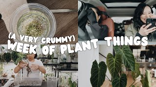 a week of plant things #24 - car Q&A, rehabbing, an exciting new plant & lots of anxiety 😵💫