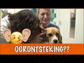 Heeft Matzy een oorontsteking? | DierenpraatTV