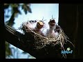Sesame Street The Sound That S In The Air Season 23 1992