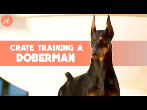 Doberman: Crate Training Tips And Tricks