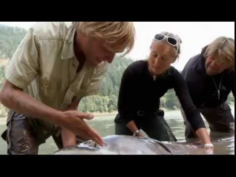 Za obřími rybami s Jakubem Vágnerem - Jeseter bílý (2.část)