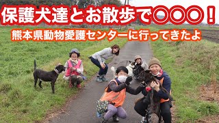 保護犬達とのお散歩で○○○！
