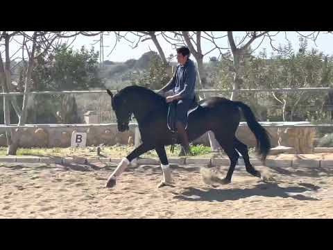 REF 803 - TOP PRE mare 2018, piro free!