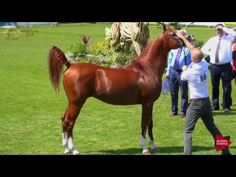 N.66 PRUSSIA MI - Chantilly 2018 AHO World Cup - 4 Years Old and Older Stallions (Class 9B)