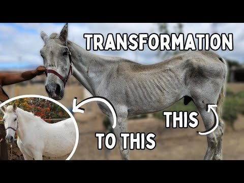 ED SHEERAN'S TRANSFORMATION SHOCKED THE VETS | Tenerife Horse Rescue