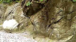preview picture of video 'BUTTERFLY || BUXA JAYANTI (NORTH BENGAL) || JAYANTI  RIVER || A TRIP TO THE HEAVEN  || MAHAKAL CAVE'