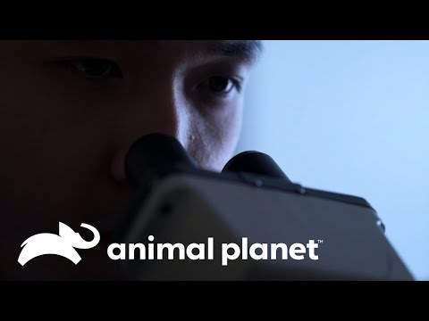 Una mujer está llena de parásitos y lombrices | Parásitos Asesinos | Animal Planet Latinoamérica