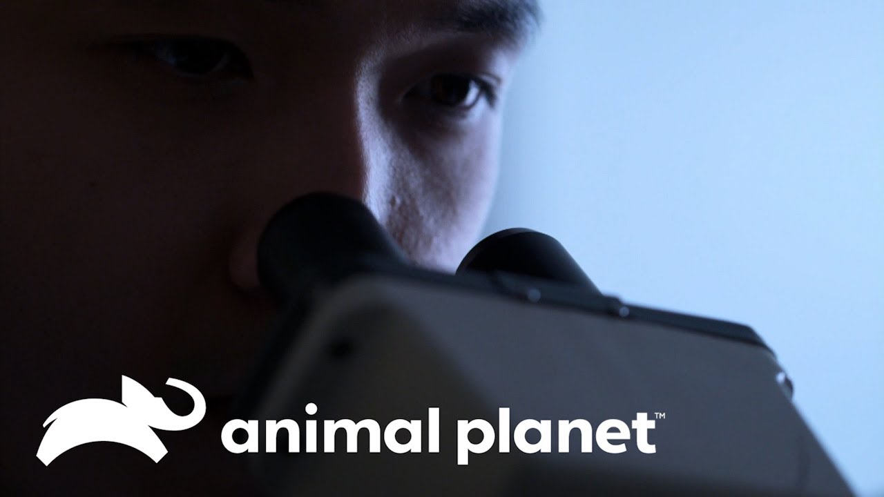 Una mujer está llena de parásitos y lombrices | Parásitos Asesinos | Animal Planet Latinoamérica