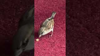パリ　シャルル・ド・ゴール空港内にスズメちゃん
